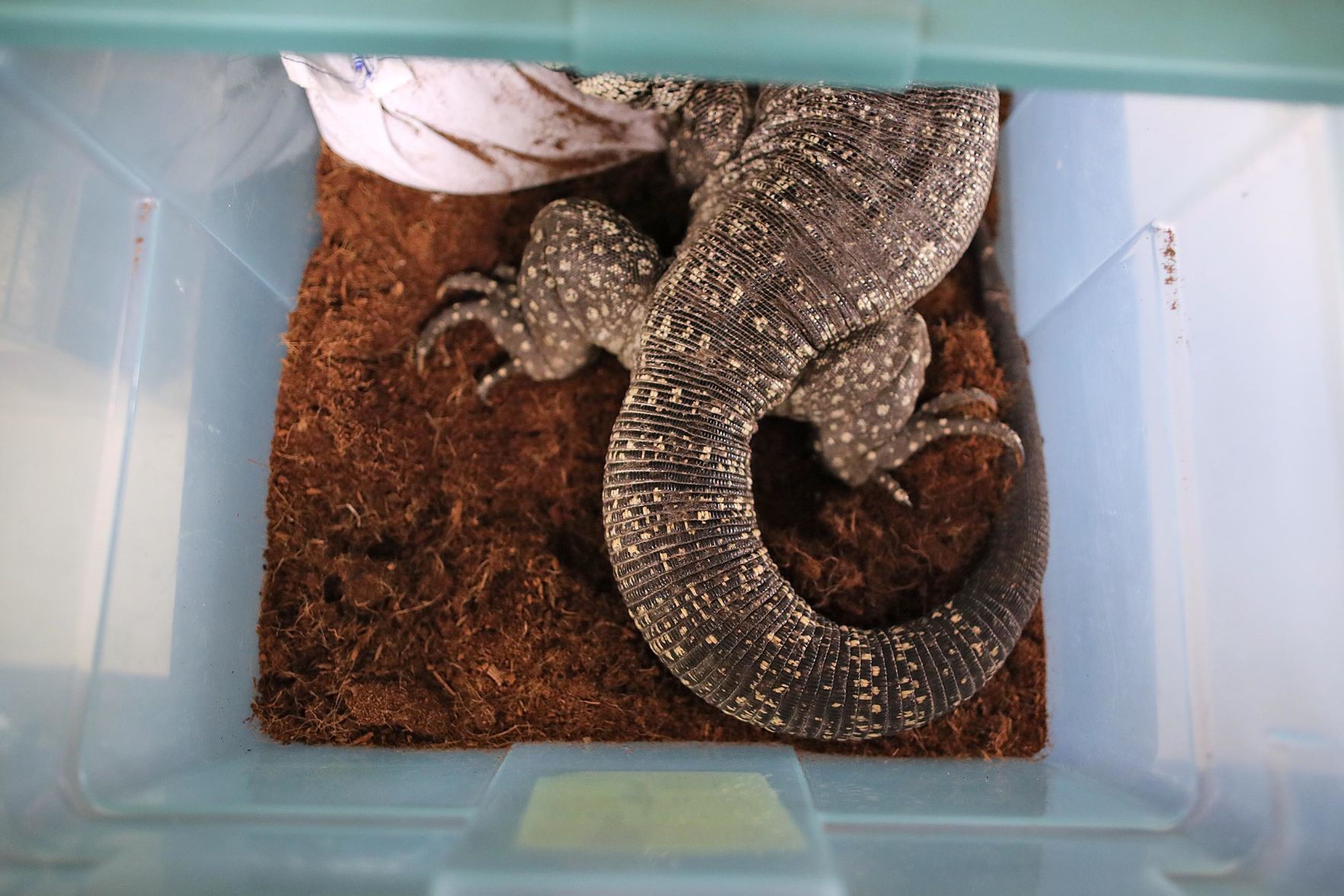 200113_REPTILE06